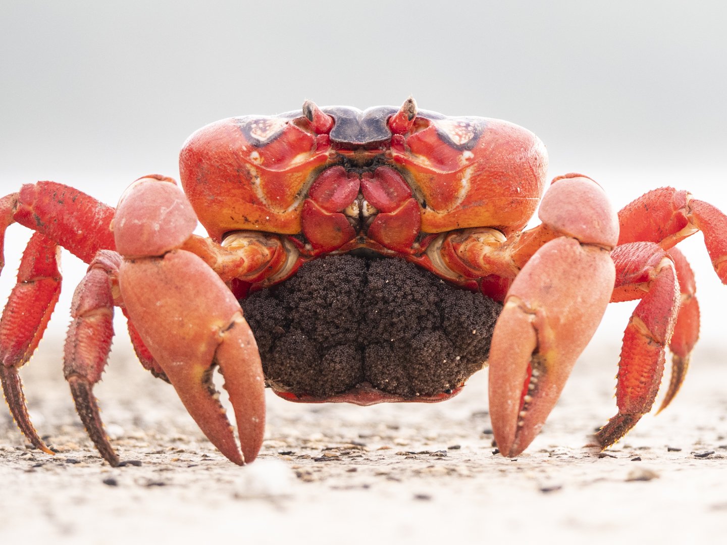 In pictures: red crab baby boom on Christmas Island - Australian Geographic